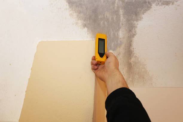 Best Attic Mold Removal  in Madrid, IA