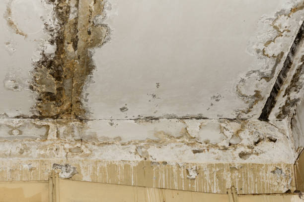 Best Industrial Mold Remediation  in Madrid, IA